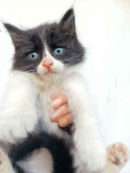 Котята кошечки котики бесплатно