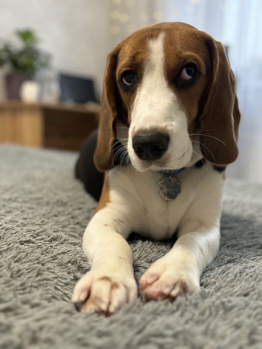 Бігль для вʼязки