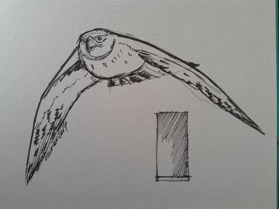 Banda desenhada - Edições Polvo