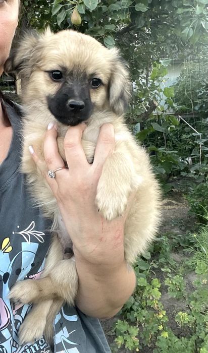 Віддам безкоштовно щенят