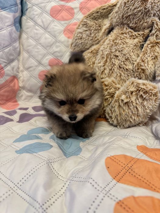 Spitz alemão anão fêmea