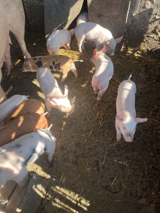 Поросята мясного направления