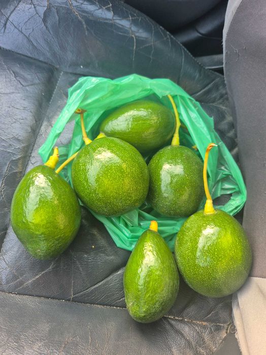 Fruta abacate nacional. Natural