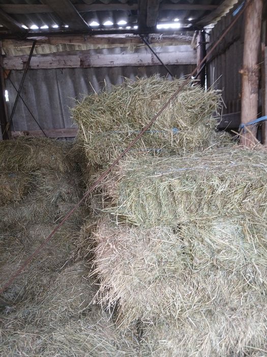 Продам тюки сіна.