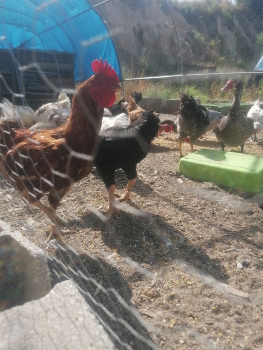 Galos Rústicos do Campo – Criados ao Natural