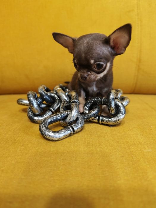 Chihuahua  piesek mini xxs czekoladowy podpalany  juz do odbioru