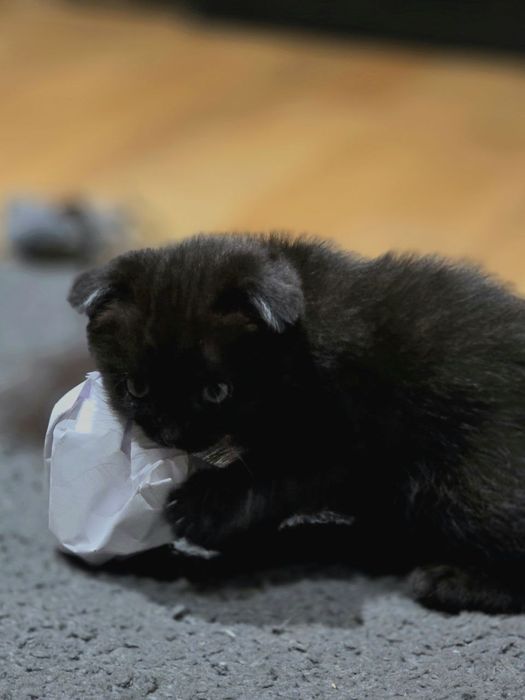 Кошечка  вислоухая