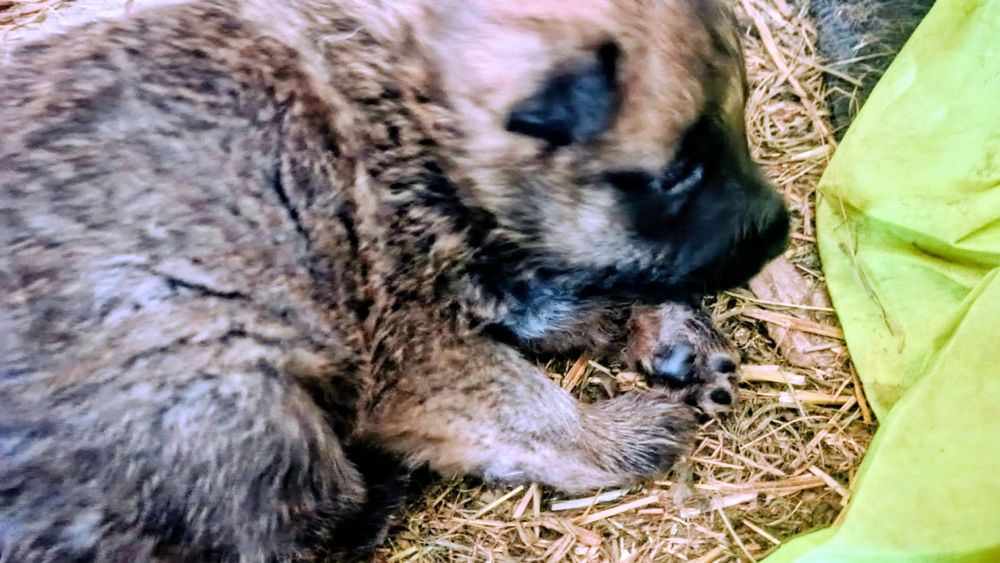 Маленький друг,з великим серцем.