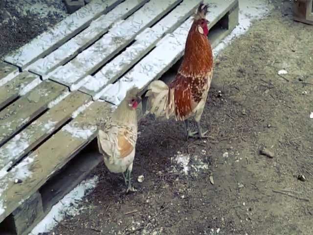 Яйцо на інкубацію курей Апенцеллер срібло, золото, біле золото, лимон.