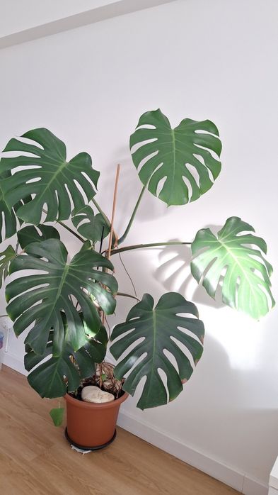 Planta monstera grande