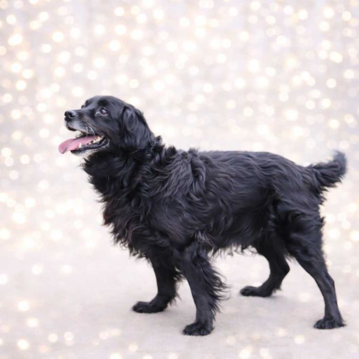 wesoły, energiczny, przyjazny kudłaty piesek czeka na dom