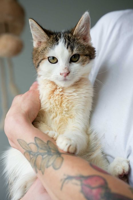 Alva - mała kotka o wielkim sercu i odwadze do adopcji!
