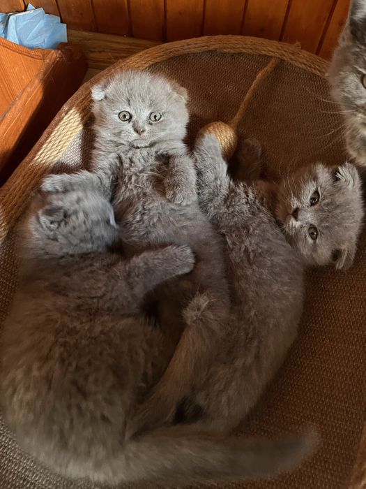 Шотландські кошенята