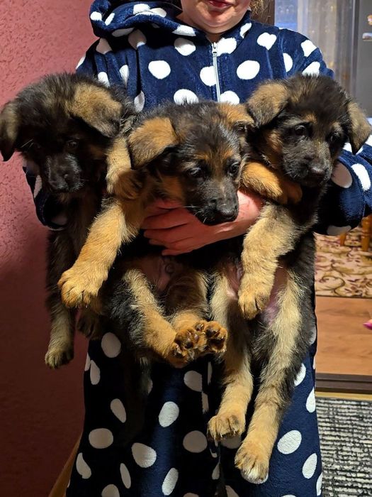 Щенки Немецкой овчарки с документами УКФ