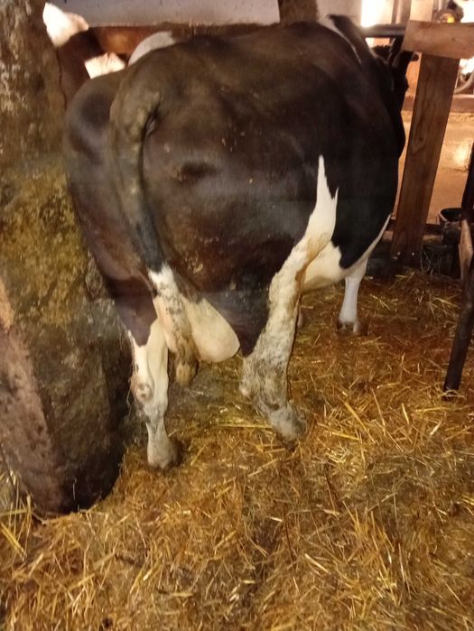 Krowy mleczne trzy sztuki