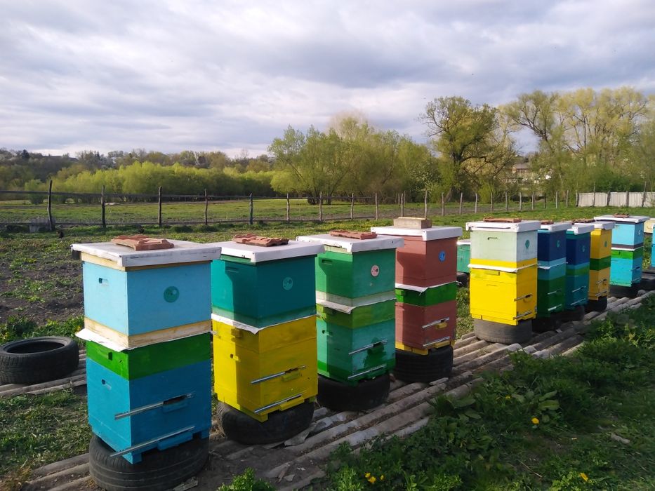 Продам вулик з бджолами
