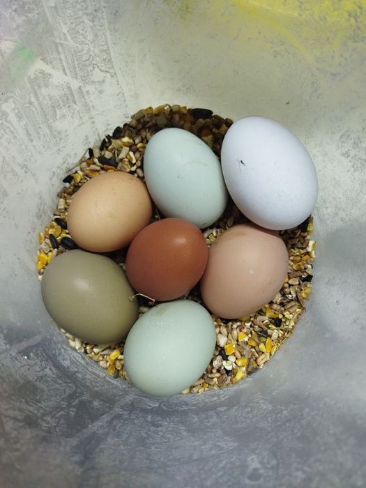 Ovos coloridos férteis de galinha para incubação