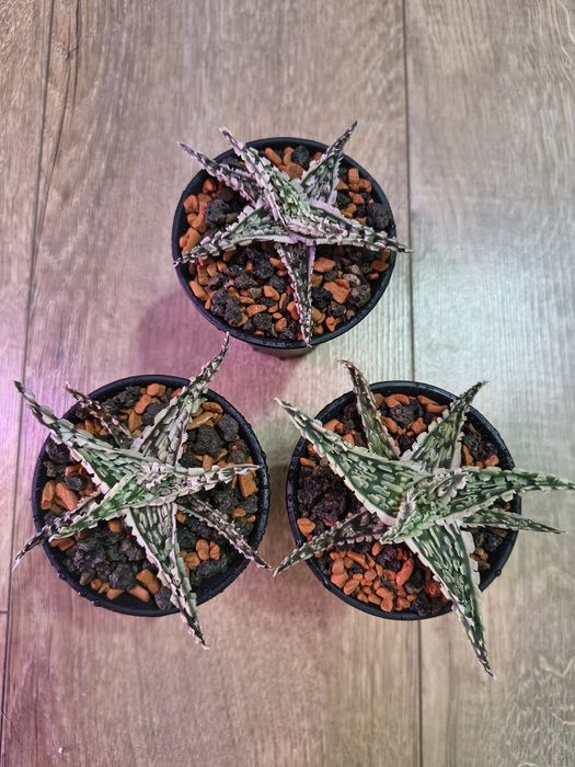 Aloe tct алое тст гібрид
