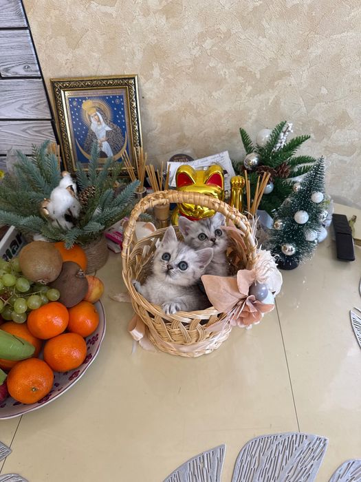 Шотландські кошенята