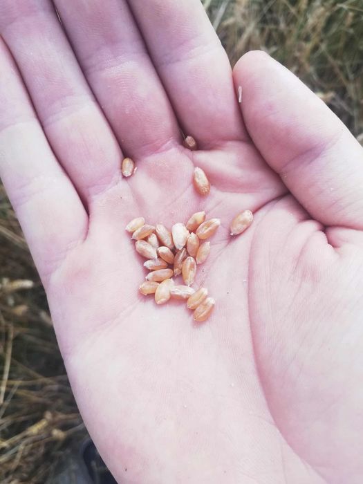 Pszenica, pszenżyto, jęczmień 2025