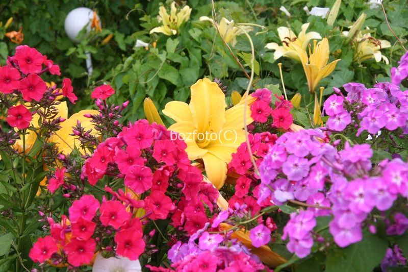 Sprzedam byliny do ogrodu 10szt