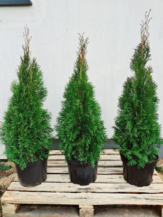 Tuja Szmaragd SZEROKA 110-120cm doniczka 10l