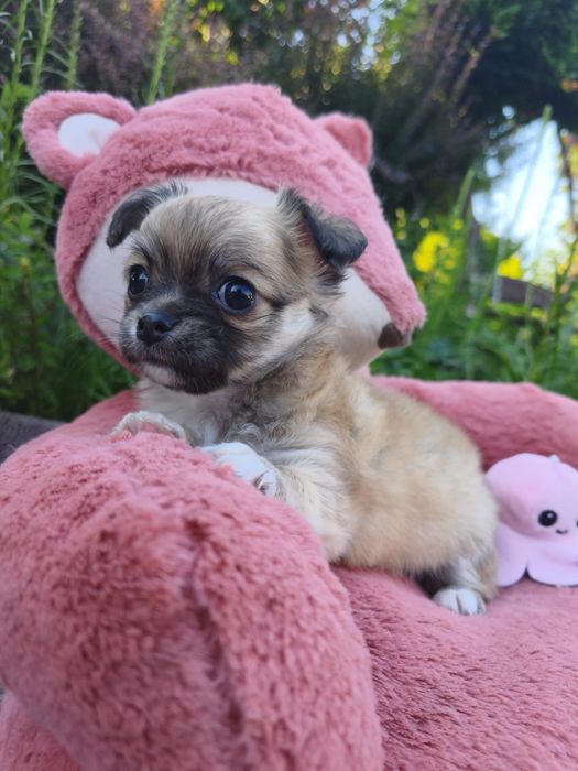 Zarezerwowana Chihuahua długowłosa dziewczynka badania