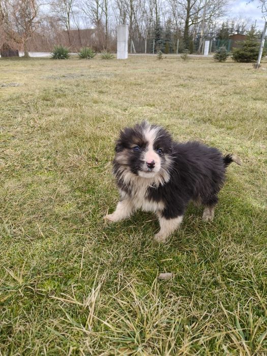 Oddam za darmo pieska