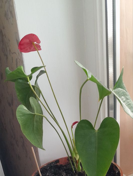 Артуріум червоний.  Чоловіче щастя.