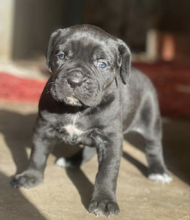 Cane Corso Italiano com LOP
