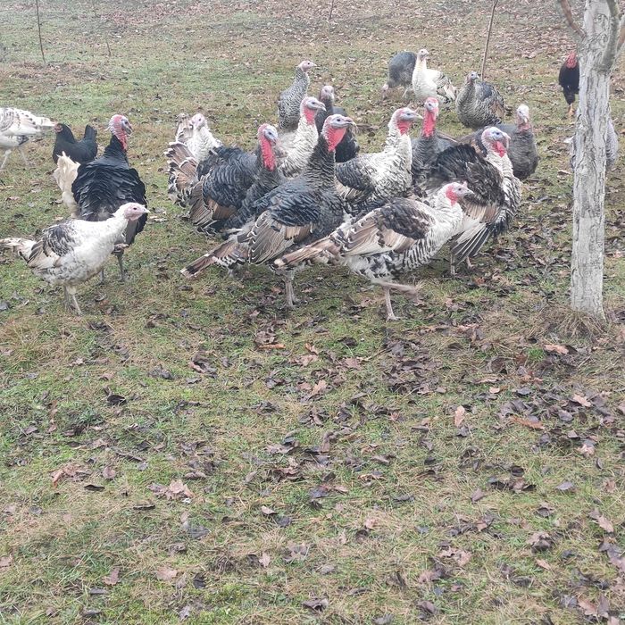 Продам індики індюки індички