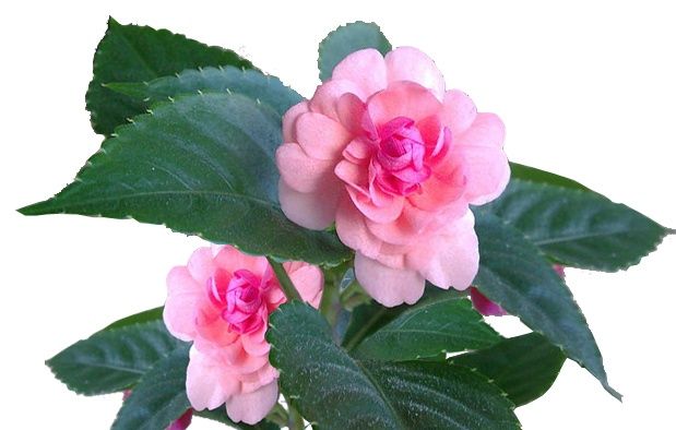 Квіти кущові дуже дешево