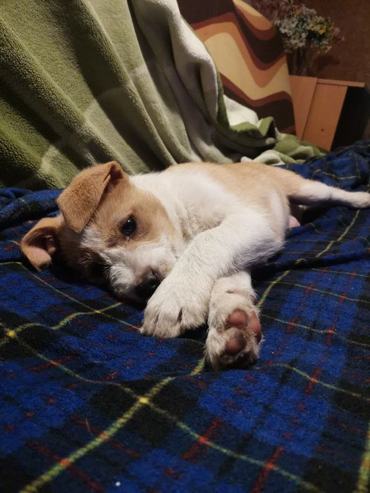 Oddam pieska w dobre ręce