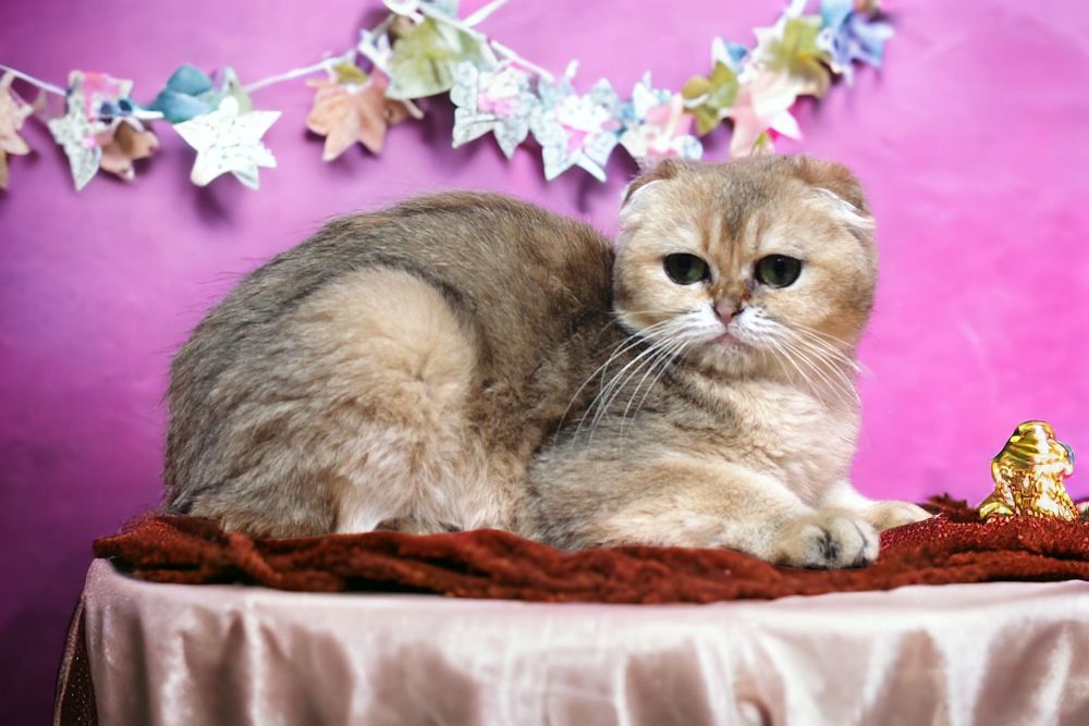 Великолепные котики и кошечки