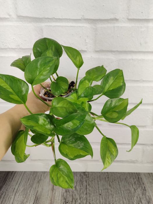 Для озеленення: сциндапсуси, епіпремнуми різних розмірів