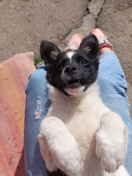 !!ВІННИЦЯ!! Допоможіть знайти песика! Зникла собака!