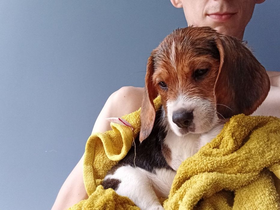 Дівчинка бігль  два місяці