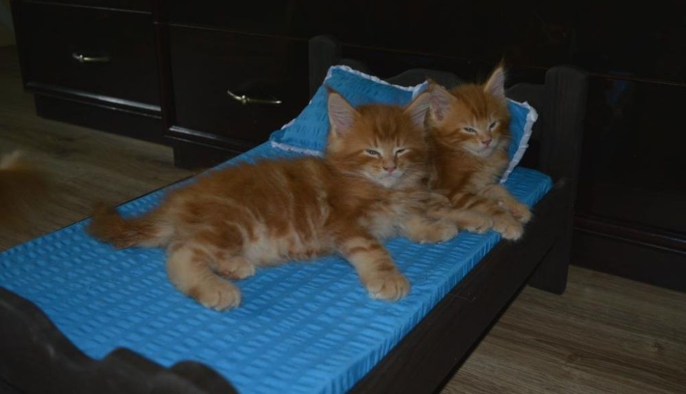 Малыши Карандаши Красные прекрасные Мейн куны