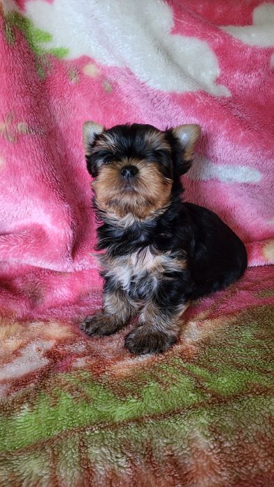 Щенки разного возраста.