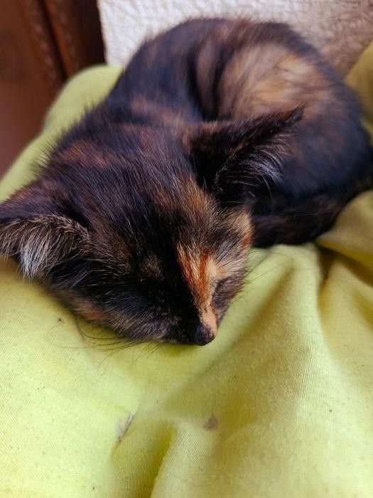 Віддам котят безкоштовно