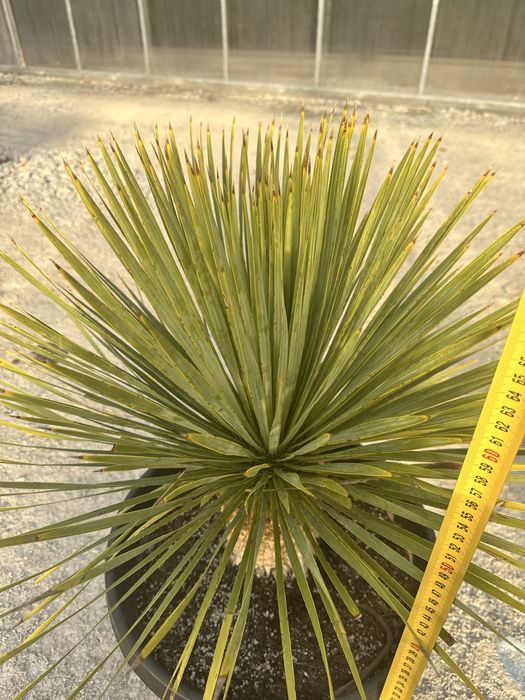 Juka Rostrata Yucca Rostrata. 75cm
