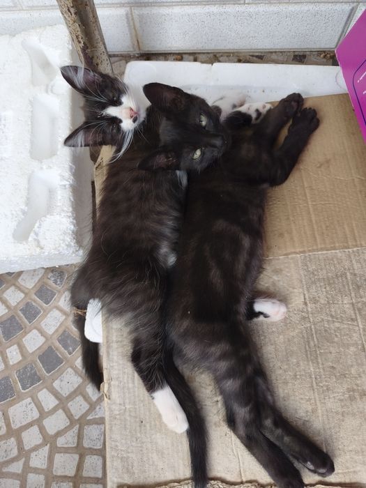 Gatinho macho para adoção