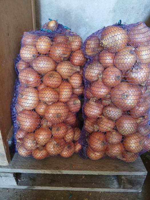 Цибуля Радар домашня