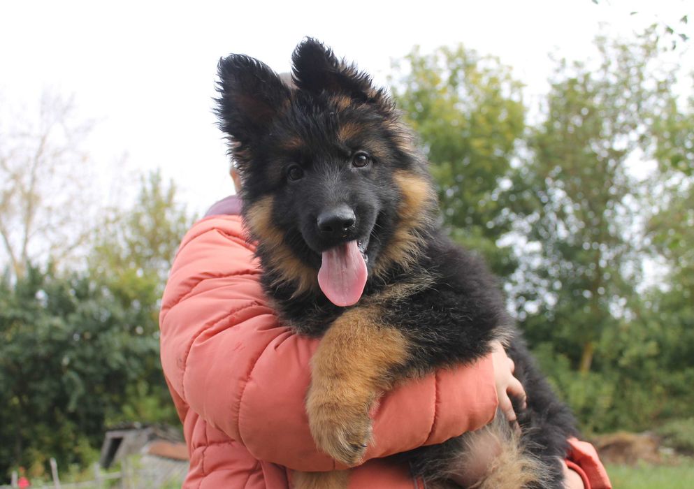 Німецькі вівчарки чепрачного забарвлення від KIRA-DOG