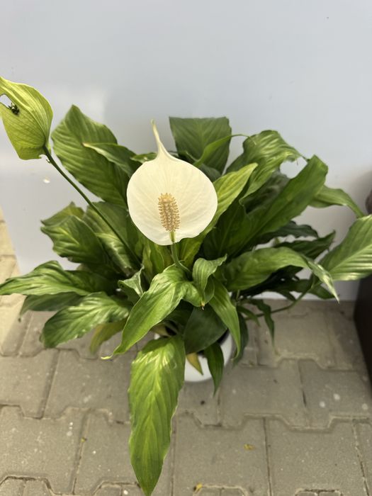 Planta lirio da paz