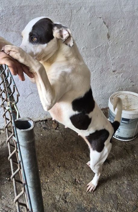 Adoção Responsável - Cadela