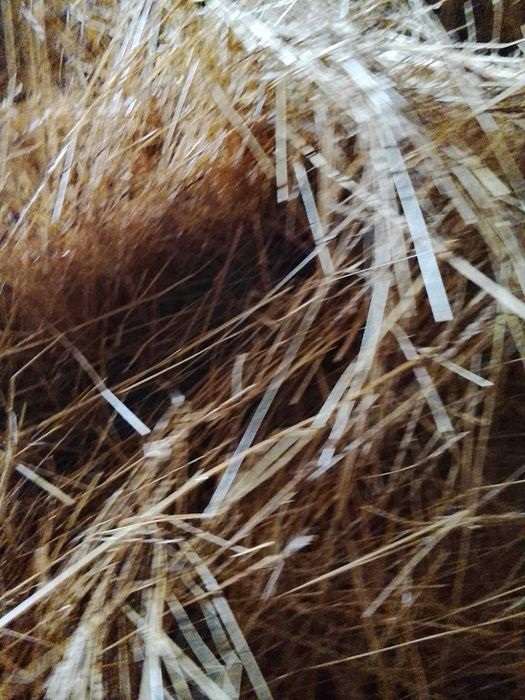 Сіно тюковане в малі тюки