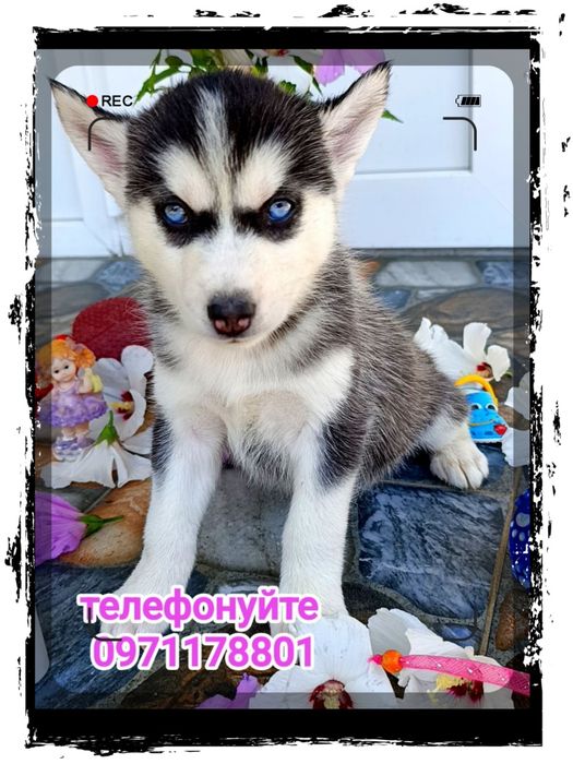 Сибірська хаска з блакитними очима