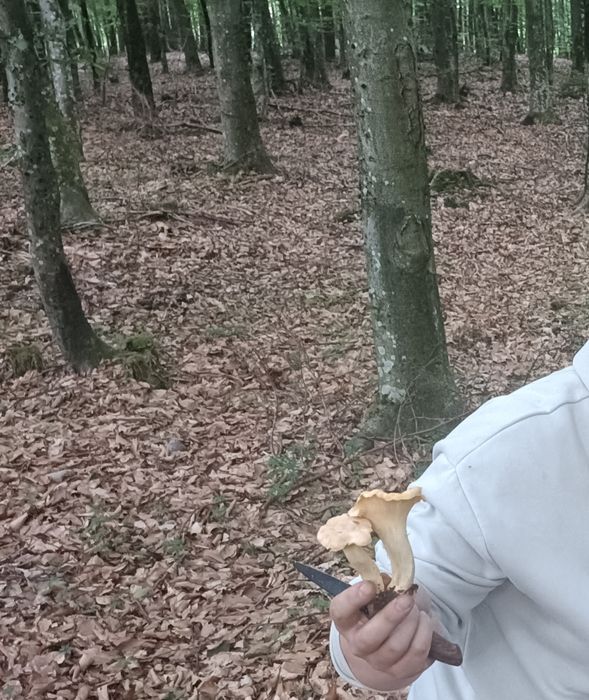 Sprzedam kurki świeżo zbierane