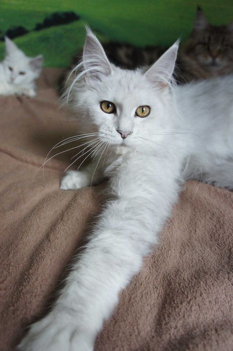 kotka Maine Coon  -FPL  bardzo jasne srebro - ojciec shaded - 6 mes.